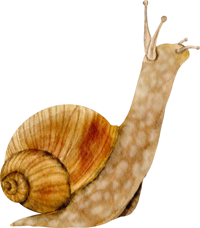 watercolor snail